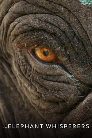 The Elephant Whisperers 2022 Dual Audio HDRip | Dubbed Hindi Movie – 480p